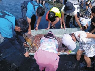 大海原へ帰るウミガメをお見送り　美浜町の南知多ビーチランドで飼育した2頭放流