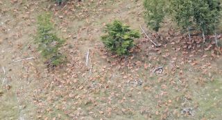 長野県の伊那山地にシカの大群　高山植物の食害深刻化、放置牧場など影響か