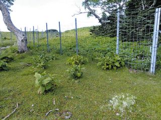 柵の内側はシシウドやシナノキンバイが生え、柵の外側はシカによる食害に遭っている＝南アルプスの三伏峠で
