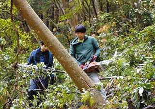 能登島「祭」向田の火 森守る 　たいまつ製作へ間伐作業