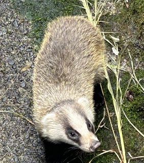 アナグマ駆除か救出か