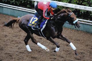 【菊花賞・枠順確定】ショウナンハヤナミ8枠16番　渡辺師「どこでも良いと思っていました。あとはジョッキーにお任せです」