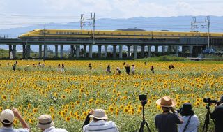 黄色い絨毯を疾走、ドクターイエローとヒマワリが夏の共演　大垣市