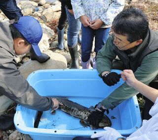 木曽川の在来オオサンショウウオを守ろう　各務原で小中生が高校生らと調査