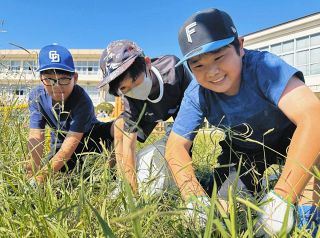 クラス対抗！真剣勝負の「草むしり大会」　安城市の錦町小学校PTA「続けたい」