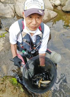 小型アユにもサビ　奈良県曽爾村・曽爾川
