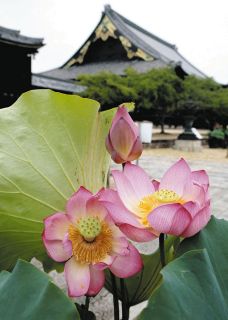 国宝彩るハスの花　津・専修寺で見頃