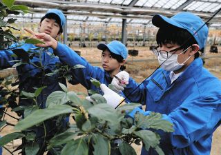 「岐阜をアボカドの産地に」岐阜農林高校の生徒が試行錯誤　初収穫へ期待高まる