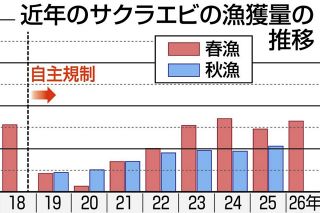 国内では駿河湾でのみの水揚げ、サクラエビの春漁が終了　水揚げ総量は329トン、昨春比37トン増