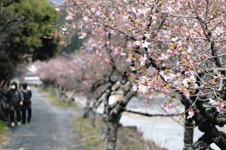 河津桜が早くも開花　飯田・道の駅「遠山郷」付近中旬ごろ満開