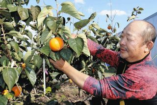 丸くて甘いよ、新顔柿「麗玉」　大野から2トン出荷