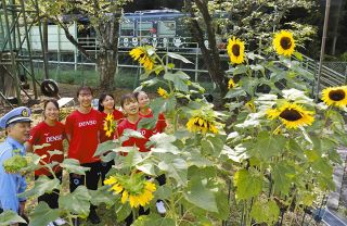 ヒマワリ80本、交通安全願い満開に　静岡市湖西市のデンソー湖西製作所内