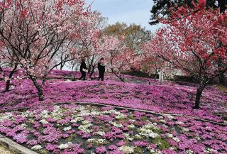 ピンクや白の花々共演　恵那峡の里でシバザクラとハナモモ見頃