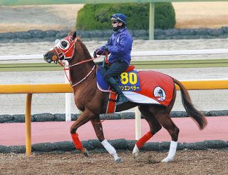 フォーエバーヤング、ダート三冠最終戦V 坂井瑠星、BCクラシックへ
