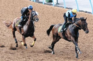 【レパードＳ追い切り】ハビレに三浦「競馬を意識して、前向きな中でも我慢ができていた」と手応え 「好勝負してくれるはず」