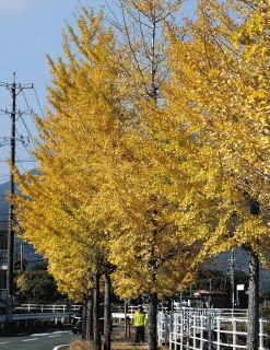 中村田鶴 (Tazu Nakamura) 油彩画 女性の肖像 世界を旅して情熱的に