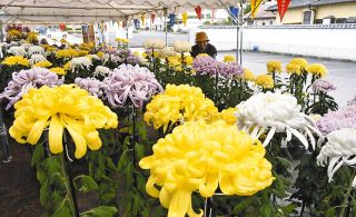 色とりどり、丹精の菊開花　土岐で愛好家の大小品種200鉢展示