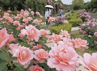 まるでバラの万博！「ワールド・ローズガーデン」で春バラ見頃　岐阜県可児市