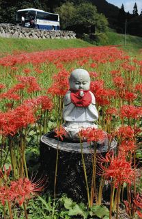 猛暑は何処へ秋の装い、ヒガンバナが見ごろに　阿智の園原地区