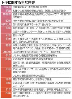 【石川】トキ 能登で放鳥　来年初夏に15～20羽 本州初、絶滅から56年