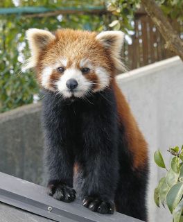 レッサーパンダ「カイト」がインドネシアへ　鯖江・西山動物園生まれ