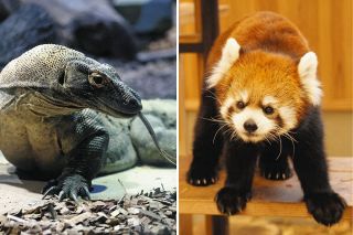 東山動植物園「人気動物ベストテン」2位レッサーパンダ、3位コモドオオトカゲ、栄えある１位は？