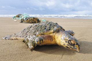 仏涅槃図」など4点 北陸初公開 七尾美術館 長谷川等伯展 ：北陸中日