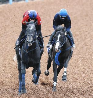【天皇賞・秋1週前】昨年覇者のマスカレードボールは美浦Wでリアライズシリウスと併せて同入　連覇に向けて手塚久師「今回はすごくいい感じ」