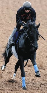 【菊花賞】クロワデュノールの全弟チャリングクロスは美浦坂路を63秒7―14秒5で調整終える　奥村武師「特に問題なく順調です」