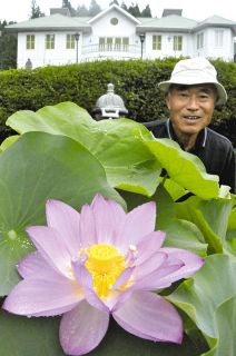 「中尊寺ハス」初めて開花　岐阜県恵那市・大正ロマン館のはす園