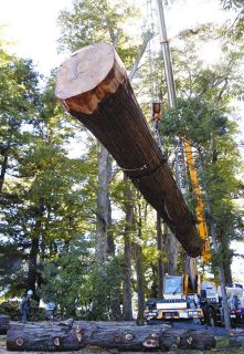 善光寺御開帳の回向柱　長野市・中村神社で高さ35メートルのスギ伐採