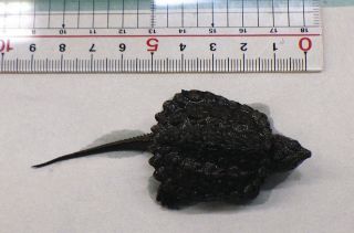 岐阜県瑞穂市の長良川でカミツキガメ捕獲　「疑わしい個体見つけたら連絡を」