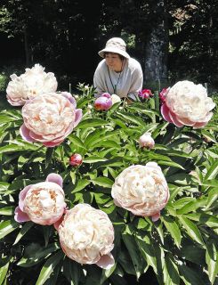 歴代加賀藩主らの足跡 新収蔵資料 手紙などで紹介 前田土佐守家資料館