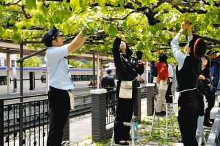 塩尻駅のブドウ棚、地域で守る　農家と駅員ら枝誘引、芽欠き作業