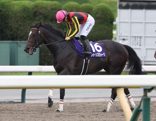 AVANTI Sサイズ ジャックルマロワ賞 タイキシャトル 中央競馬】仏ジャックルマロワ賞などG1を5勝 タイキシャトルが