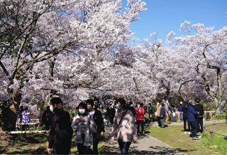 高遠城址公園「さくら祭り」、コロナ前通りに　開花宣言の翌日から有料、入園料は値上げ