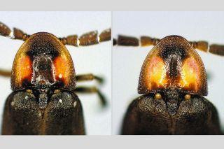 同種と思われていたホタル、出現時期が異なる2つの別種と確認　90年前に草分け研究者が言及、中部大教授ら検証