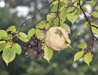 準絶滅危惧種のモリアオガエル、生息地が拡大か　卵塊が長野・上伊那で見つかる