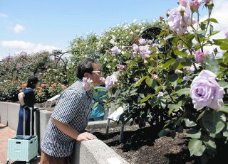 色や香りがさまざまなバラ　大野で「まつり」