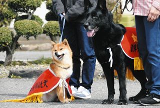 ちょっぴり小粒だけど、捜査は堂々と　柴犬が岐阜県で初めて警察犬に仲間入り
