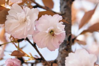二段咲きを見つけてみよう　大野の揖斐二度ザクラ公園