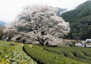 「竹原の淡墨桜」もう満開　津市で桜の開花発表