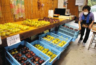 【中古】 こころざしいまに生きて 伊藤千代子の生涯とその時代/学習の友社/藤森明 伊藤千代子の生涯