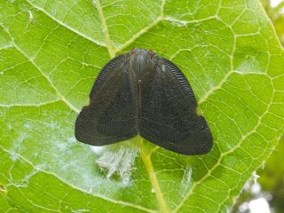 国立能楽堂「宝生宗家展」 伝来の古面を修復 金沢の能面師・後藤祐自