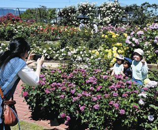 咲き誇るバラと映え写真　大野と神戸で多彩にイベント