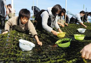 æµœåæ¹–ã®æµã¿ã€æµ·è‹”æ‘˜ã¿å–ã‚Šã€€è¦ªå­ï¼•ï¼äººãŒä½“é¨“å­¦ç¿’