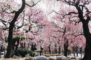 「ここまで美しいのは初めて」梅が一気に開花　津市の各地で見頃