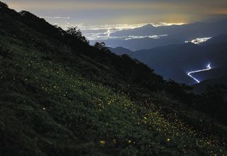 星々と夜景の間にヒメボタル　伊吹山＜県境のぎふと＞