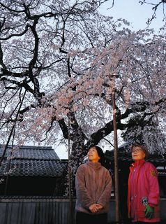 古刹のしだれ桜が見頃　瑞浪でライトアップ実施