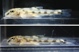 淡水魚「カマツカ」「ナガレカマツカ」の繁殖成功　アクア・トト飼育スタッフの永井さん